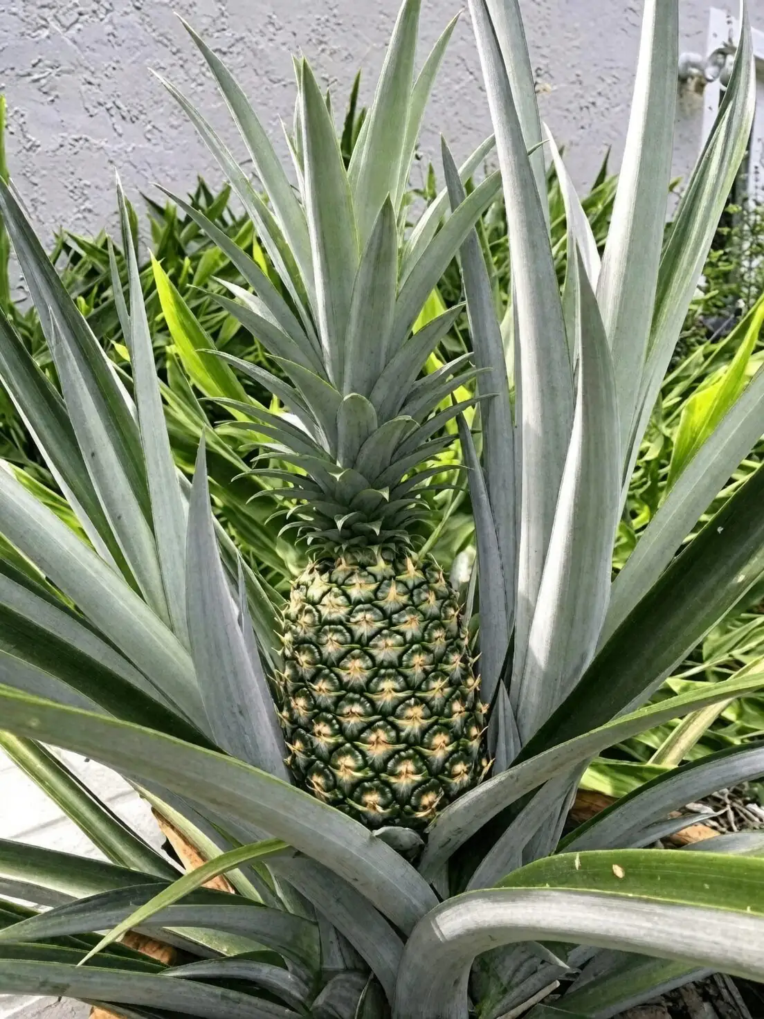 pineapple plant with fruit crown
