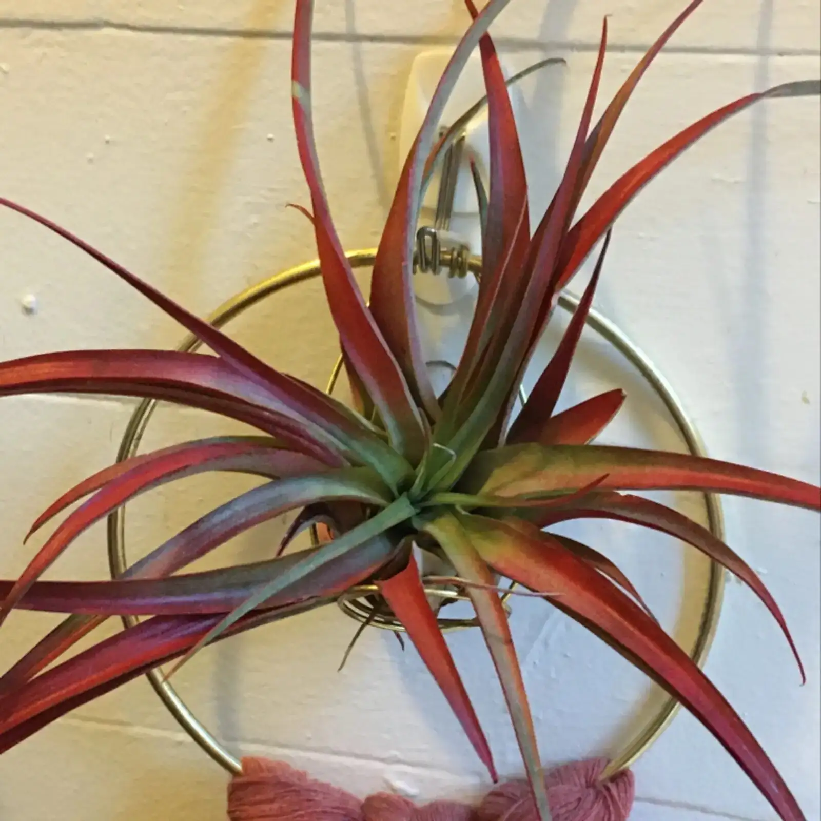pineapple plant leaf tank cleaning