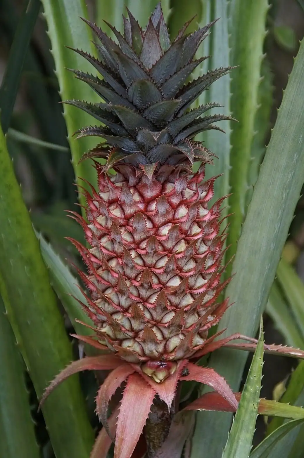 pineapple heart rot close-up