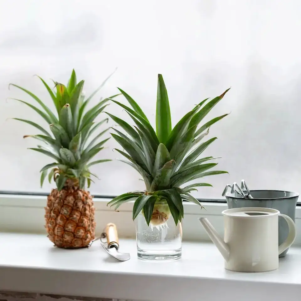 pineapple crown cutting propagation