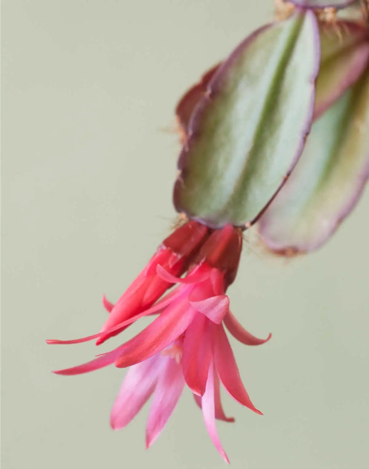 Easter cactus stem segments close-up