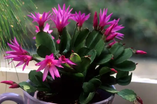 Easter cactus repotting airy mix