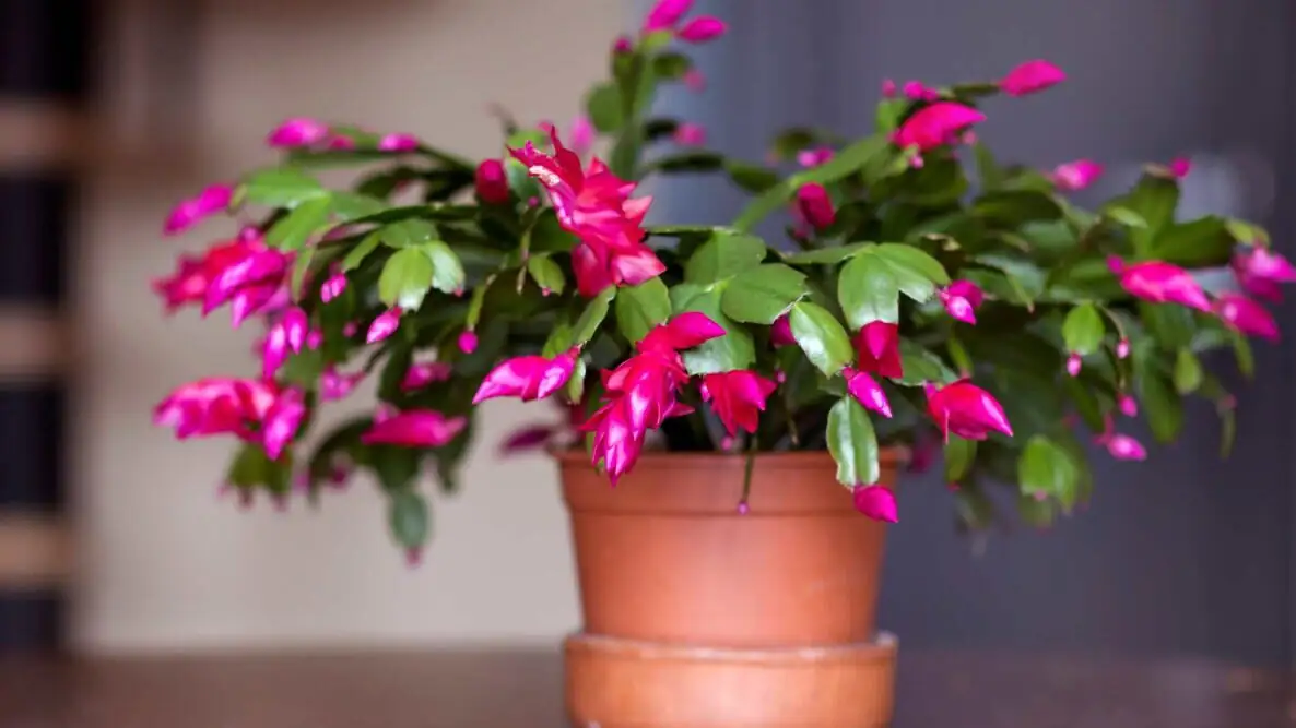 easter cactus flat segments close-up