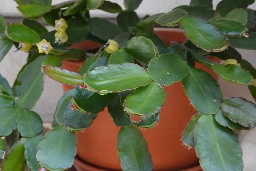 easter cactus covered box dark