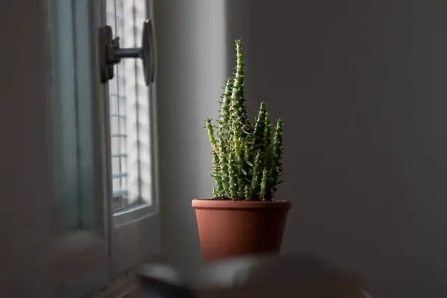 easter cactus roots out of pot