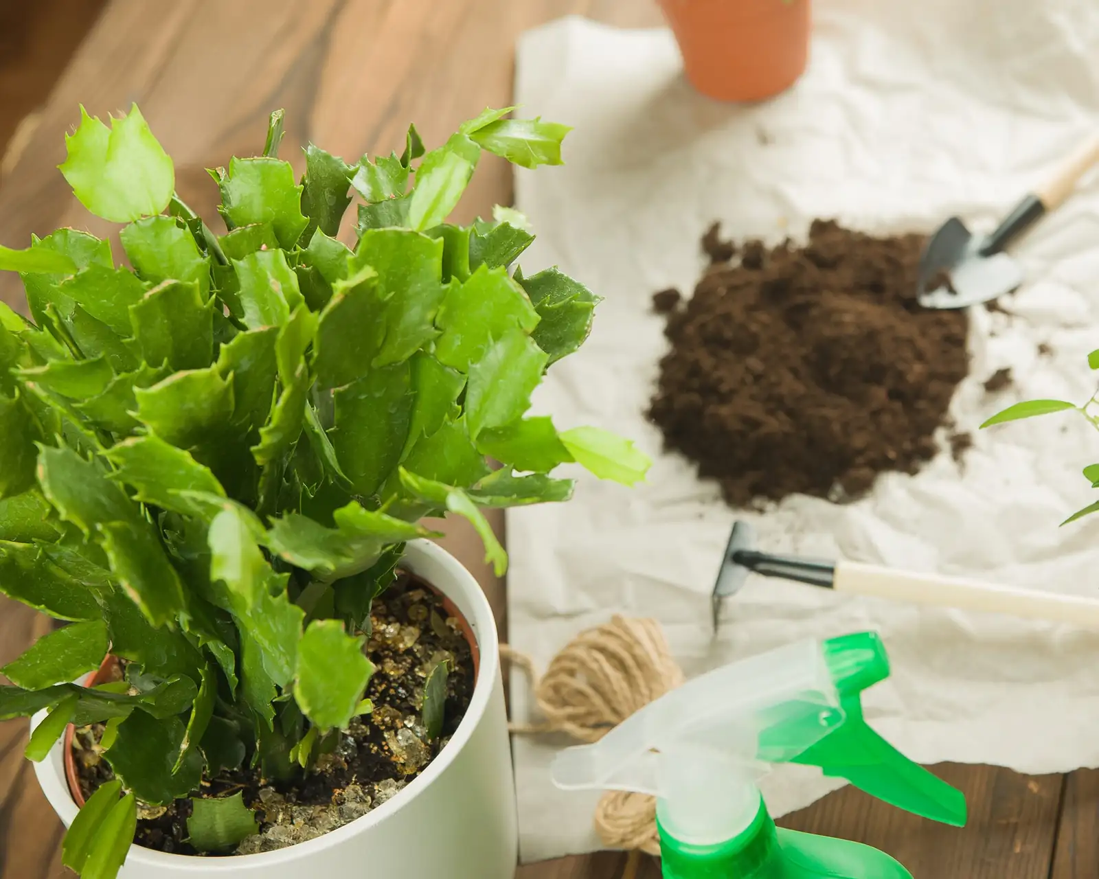 easter cactus repotting airy mix