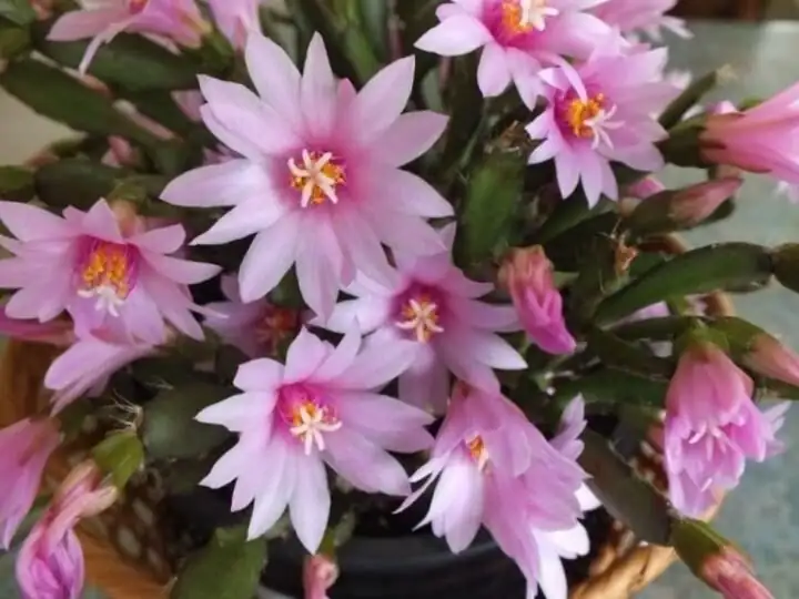easter cactus pink star blooms