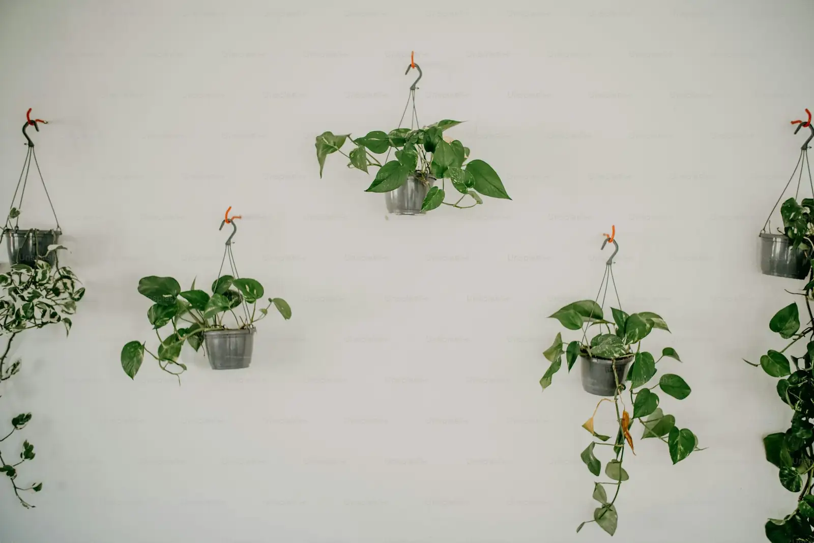 介壳虫、红蜘蛛别想近身！复活节仙人掌低毒防治与养家隔离术