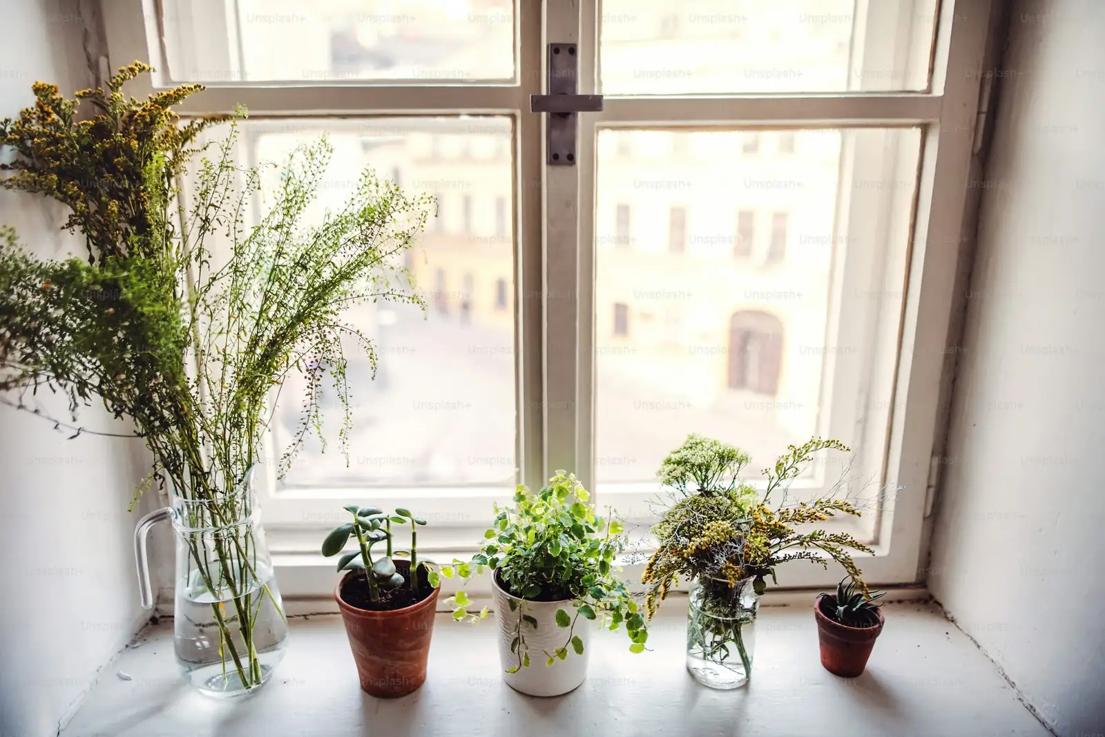 easter cactus bright window sill