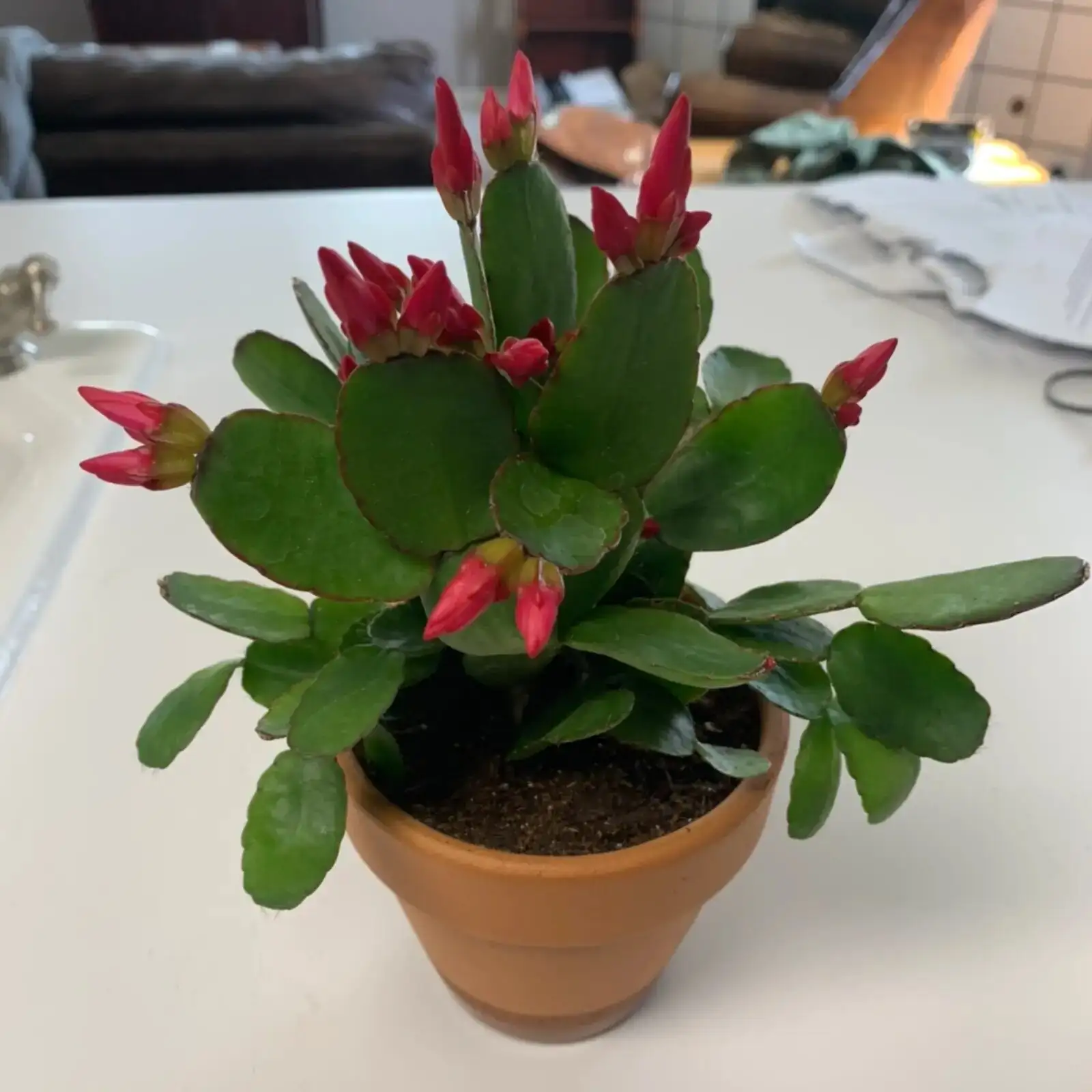 easter cactus scale insect removal