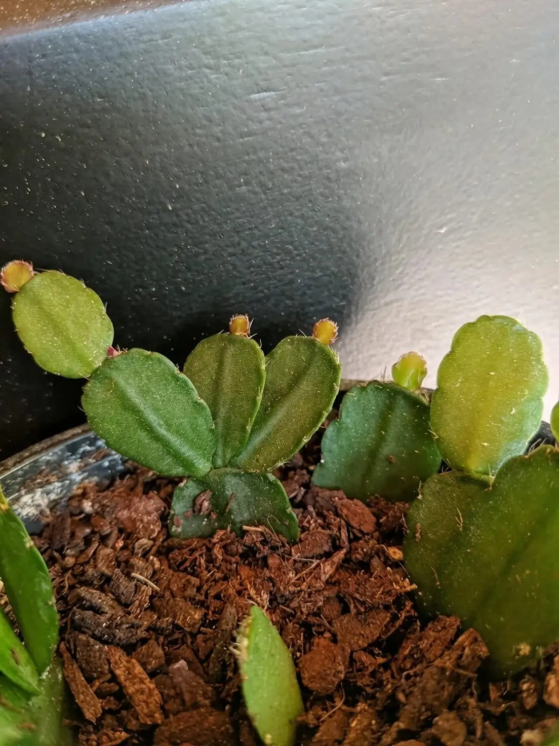 easter cactus cutting propagation