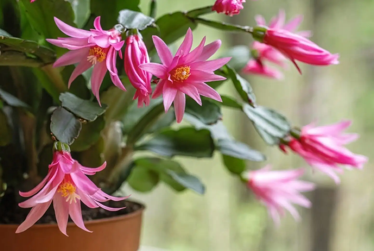 easter cactus flower close-up