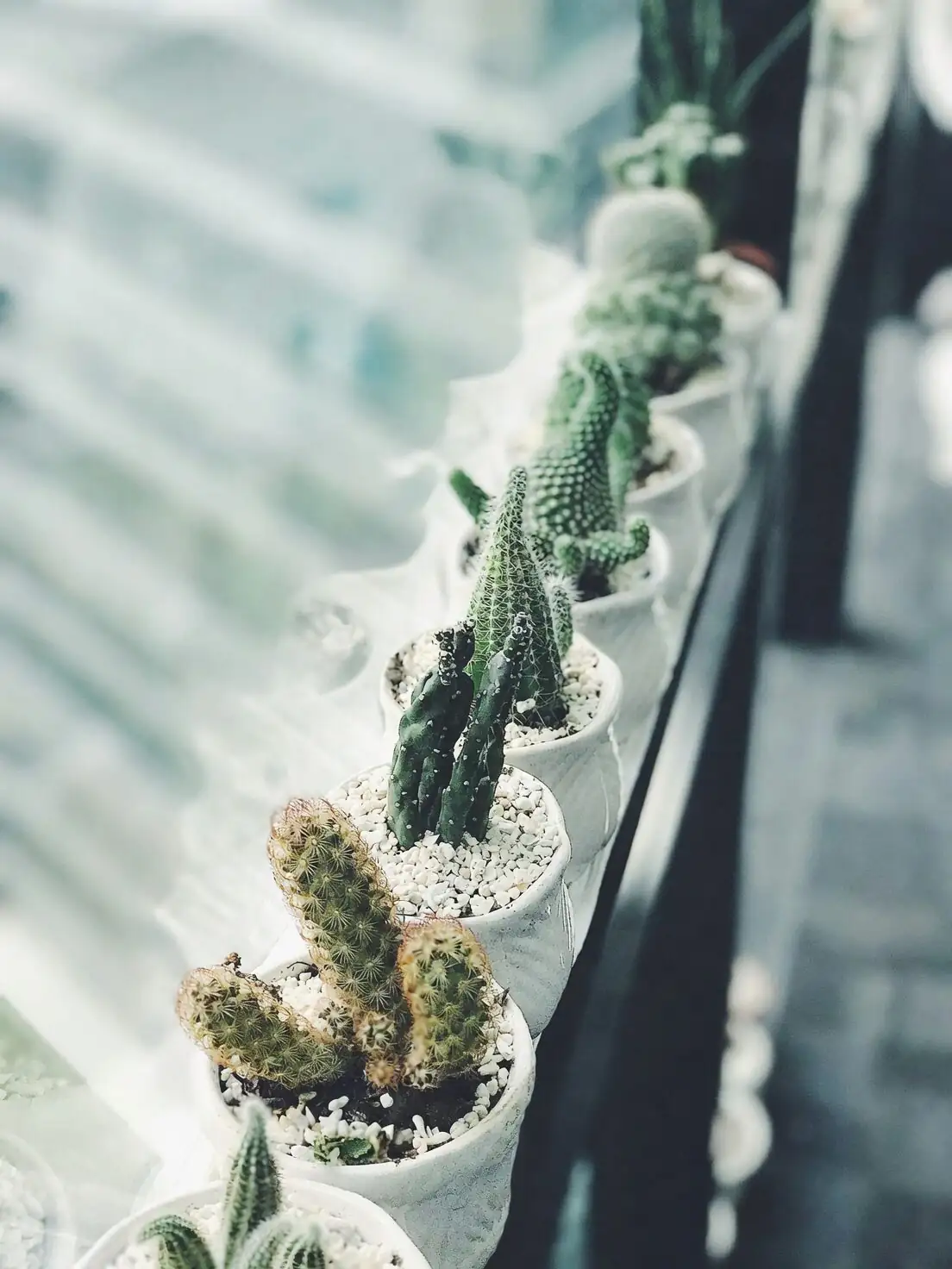 easter cactus hanging basket indoor window