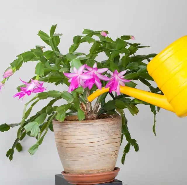 easter cactus watering can indoor