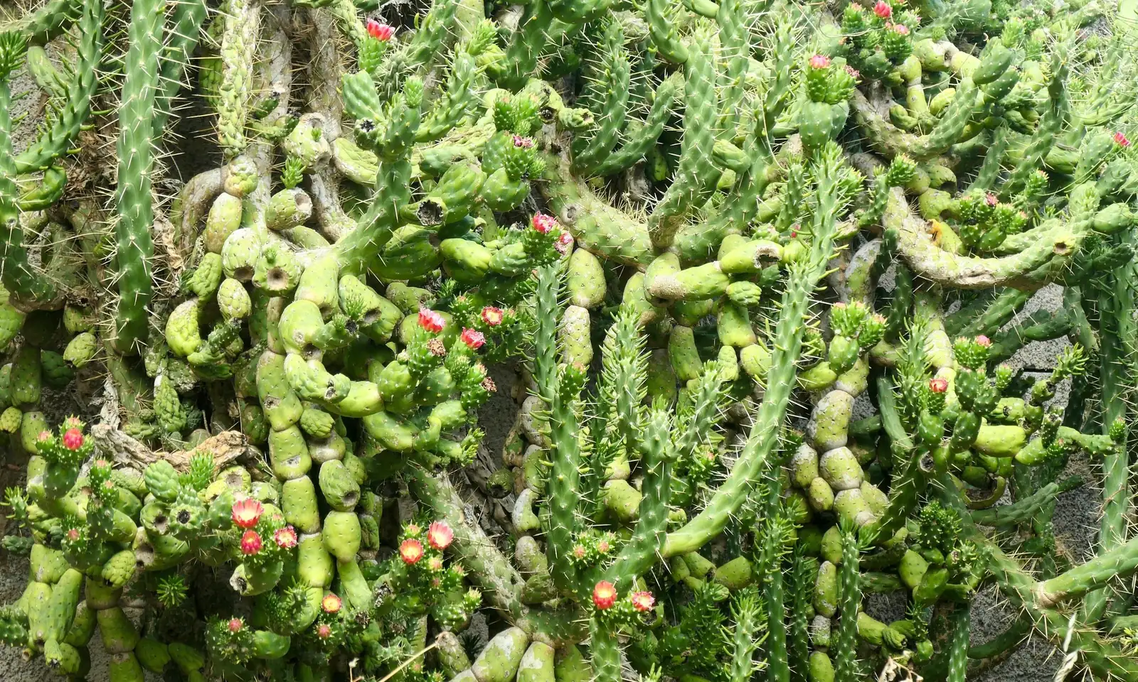 easter cactus stem cutting propagation