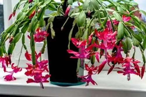 它到底叫Hatiora、Rhipsalidopsis还是Schlumbergera？一读就懂的更名史与辨识点