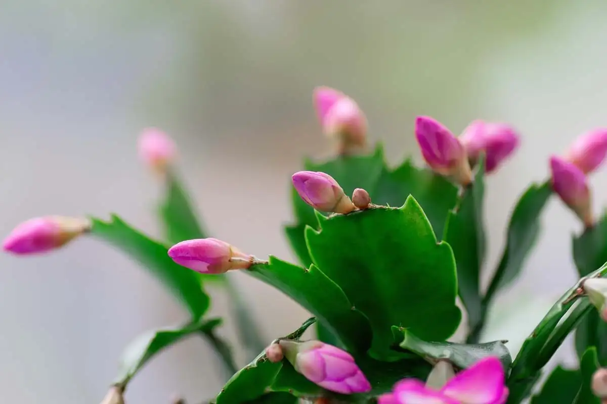 easter cactus rounded edges closeup