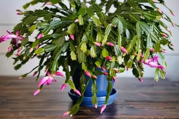 thanksgiving cactus hooked segments