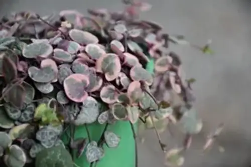 christmas cactus rounded segments