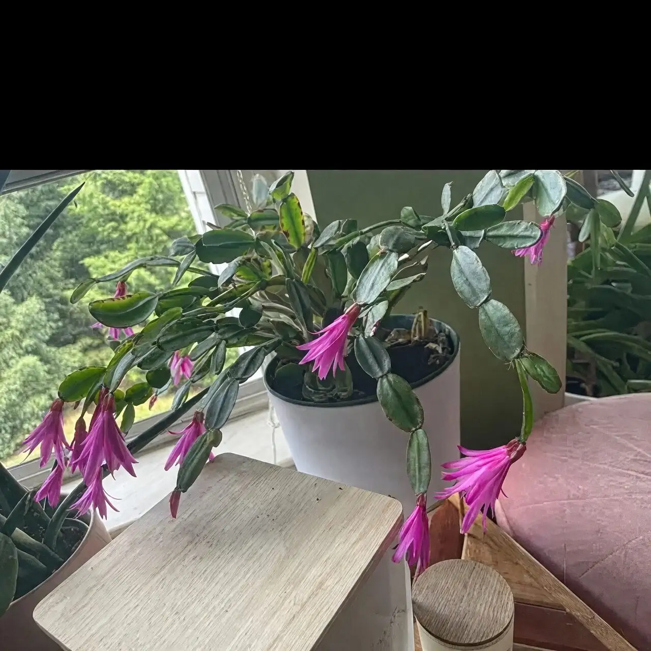 easter cactus epiphyte tree branch