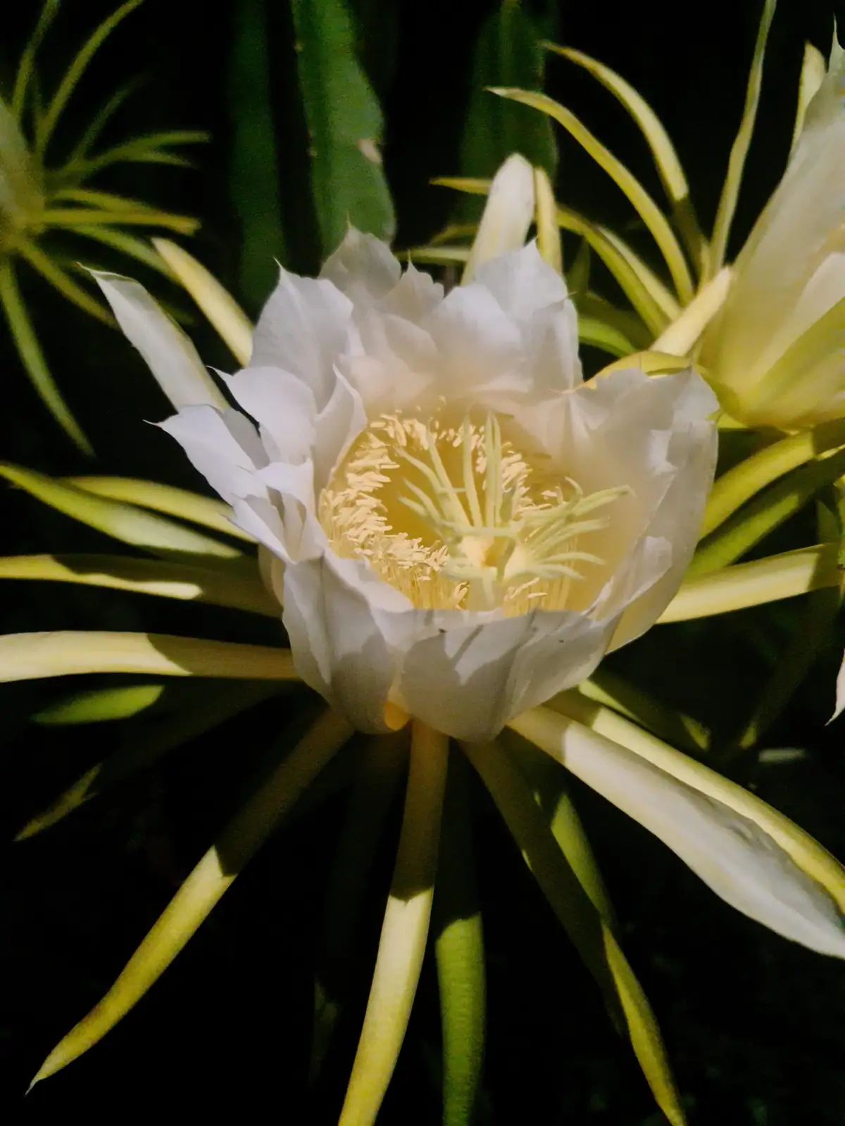 easter cactus day open night closed