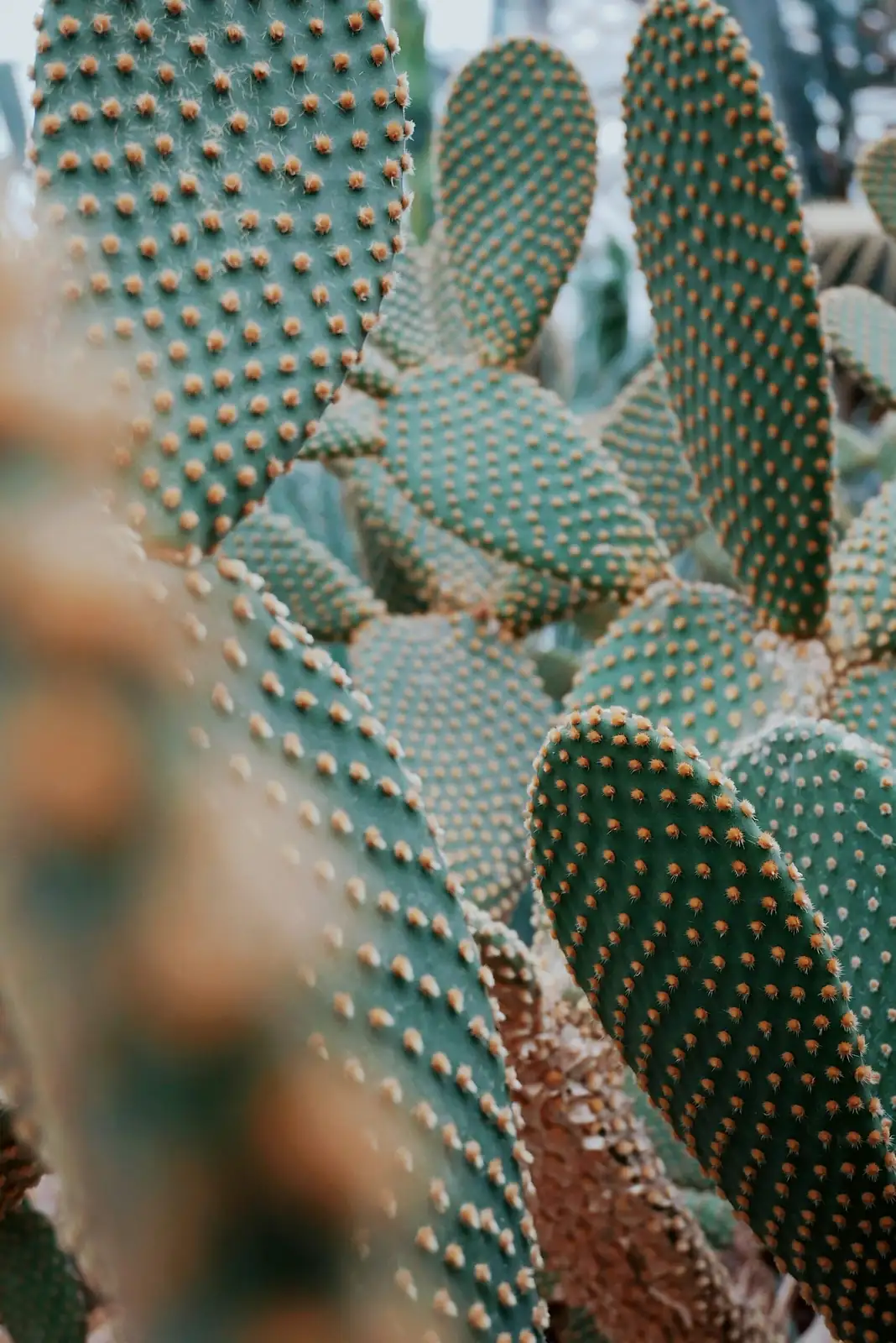 easter cactus night stomata open