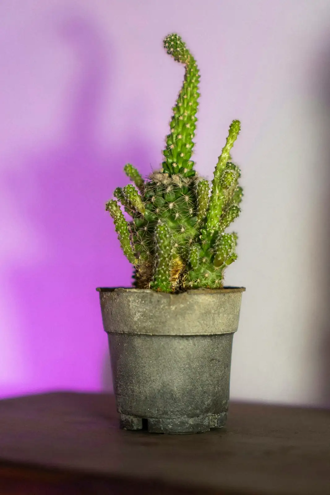 easter cactus bright indirect light