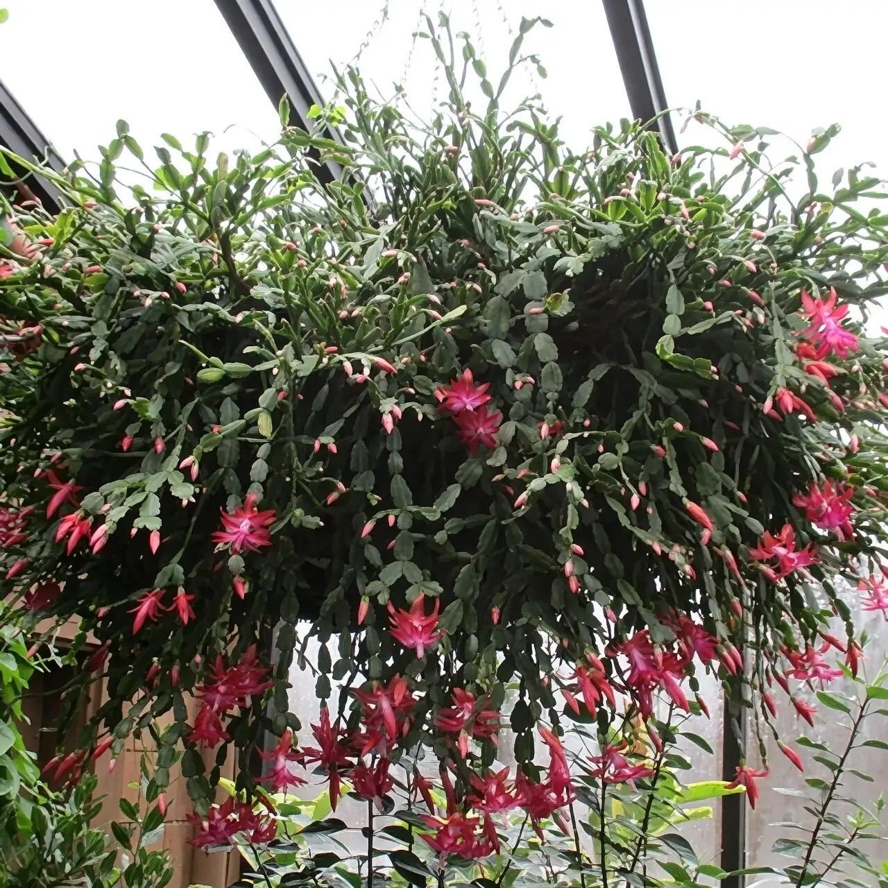 easter cactus hanging basket indoor