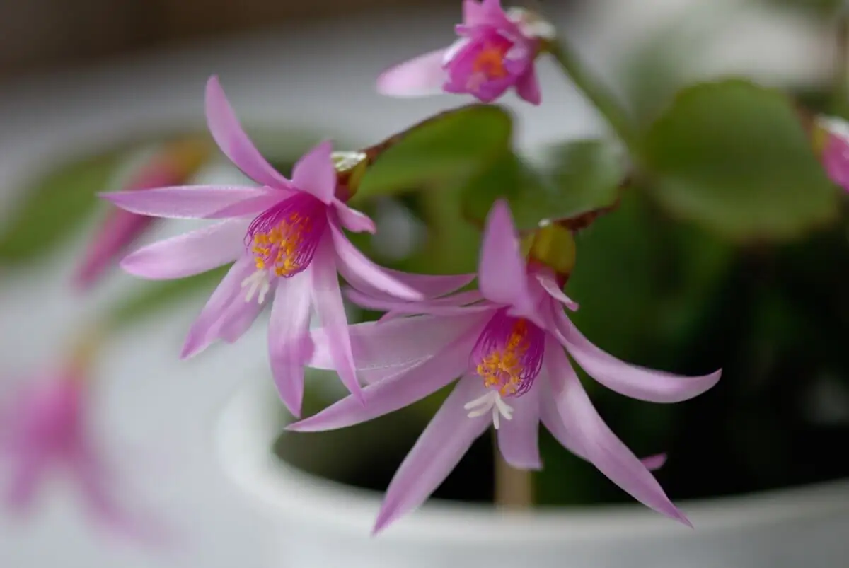 easter cactus flower close-up