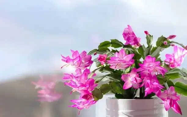 easter cactus vs christmas cactus stems