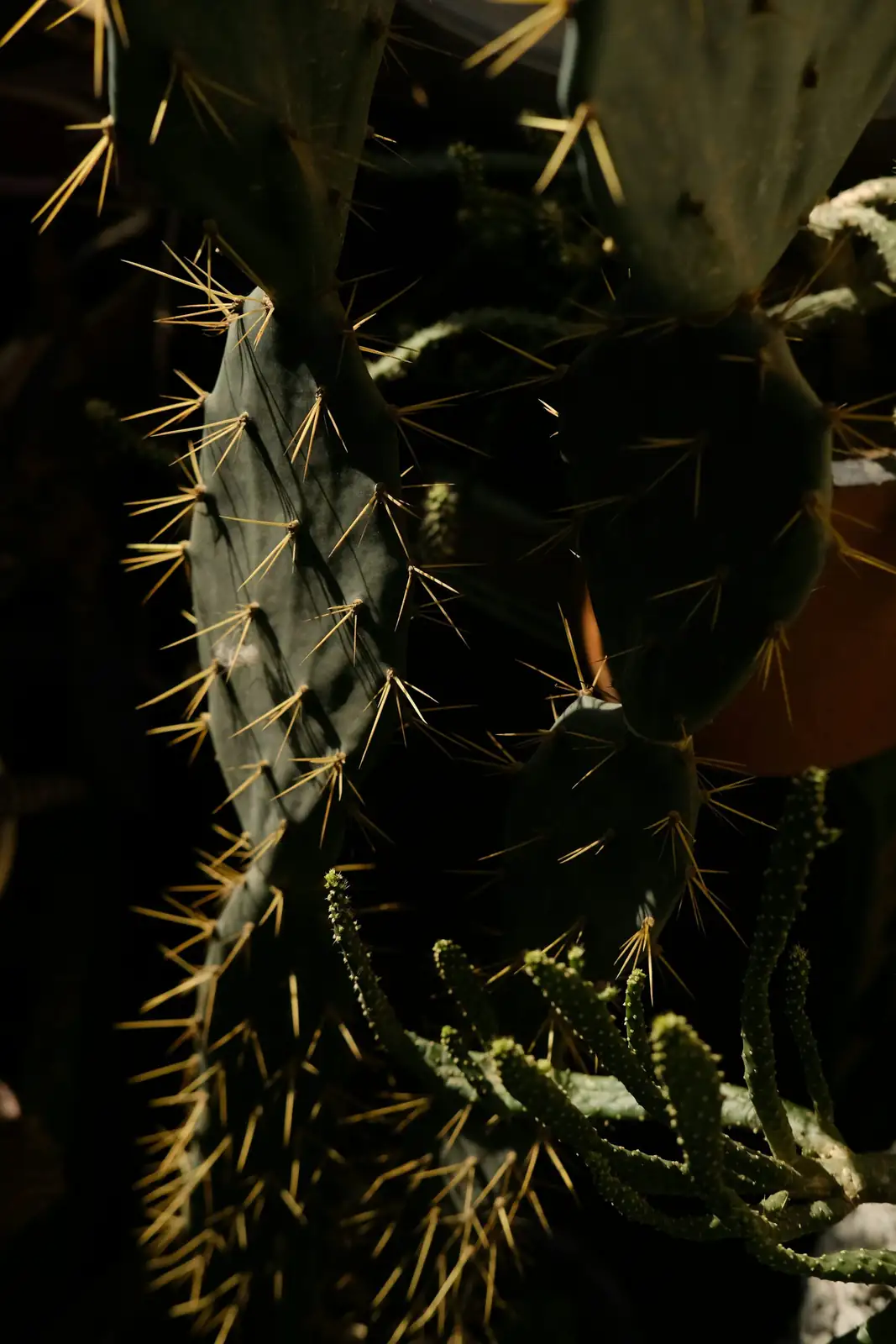 easter cactus cutting callus close-up