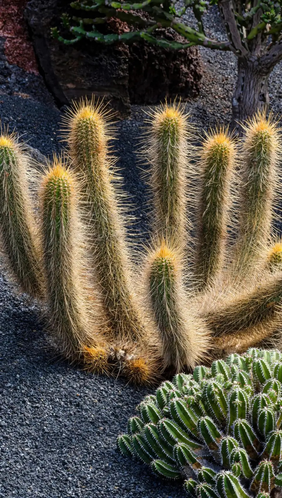 easter cactus rooting mix close-up