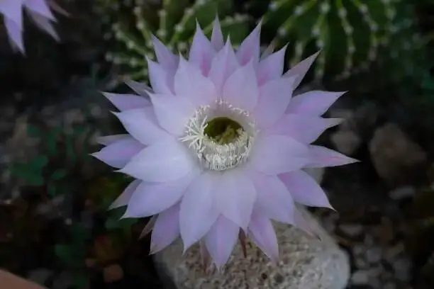 easter cactus grafting on hylocereus