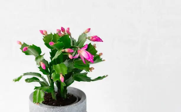 easter christmas thanksgiving cactus segments