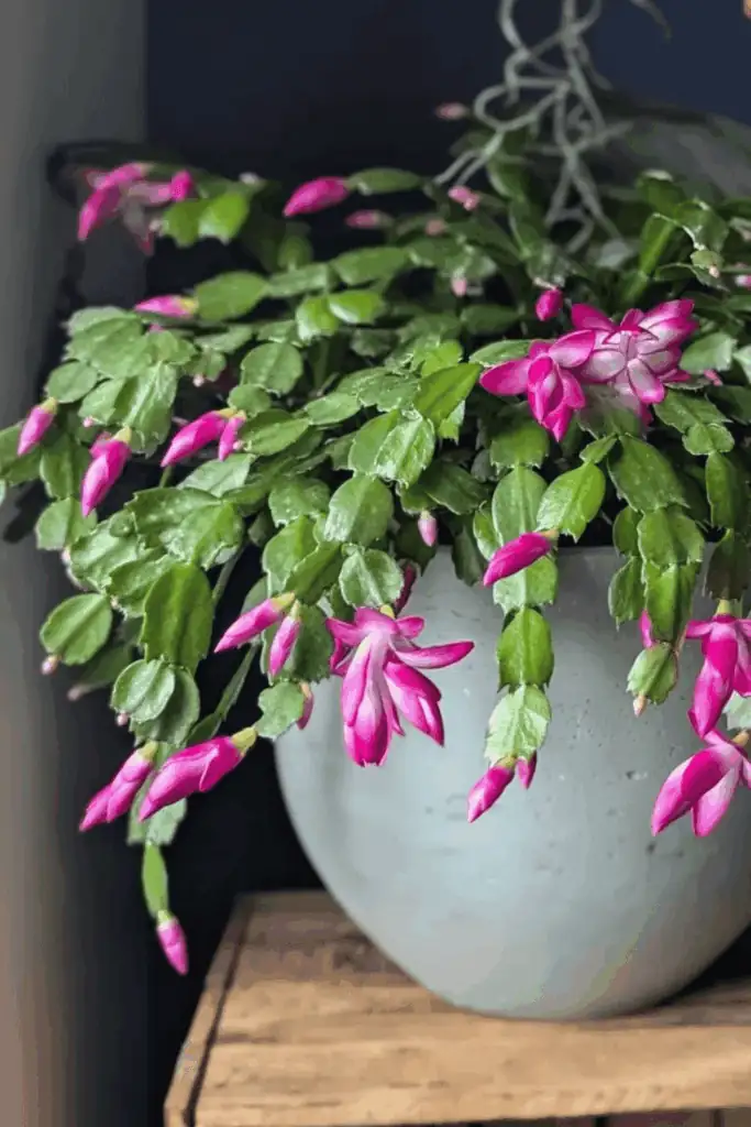 easter christmas thanksgiving cactus flowers