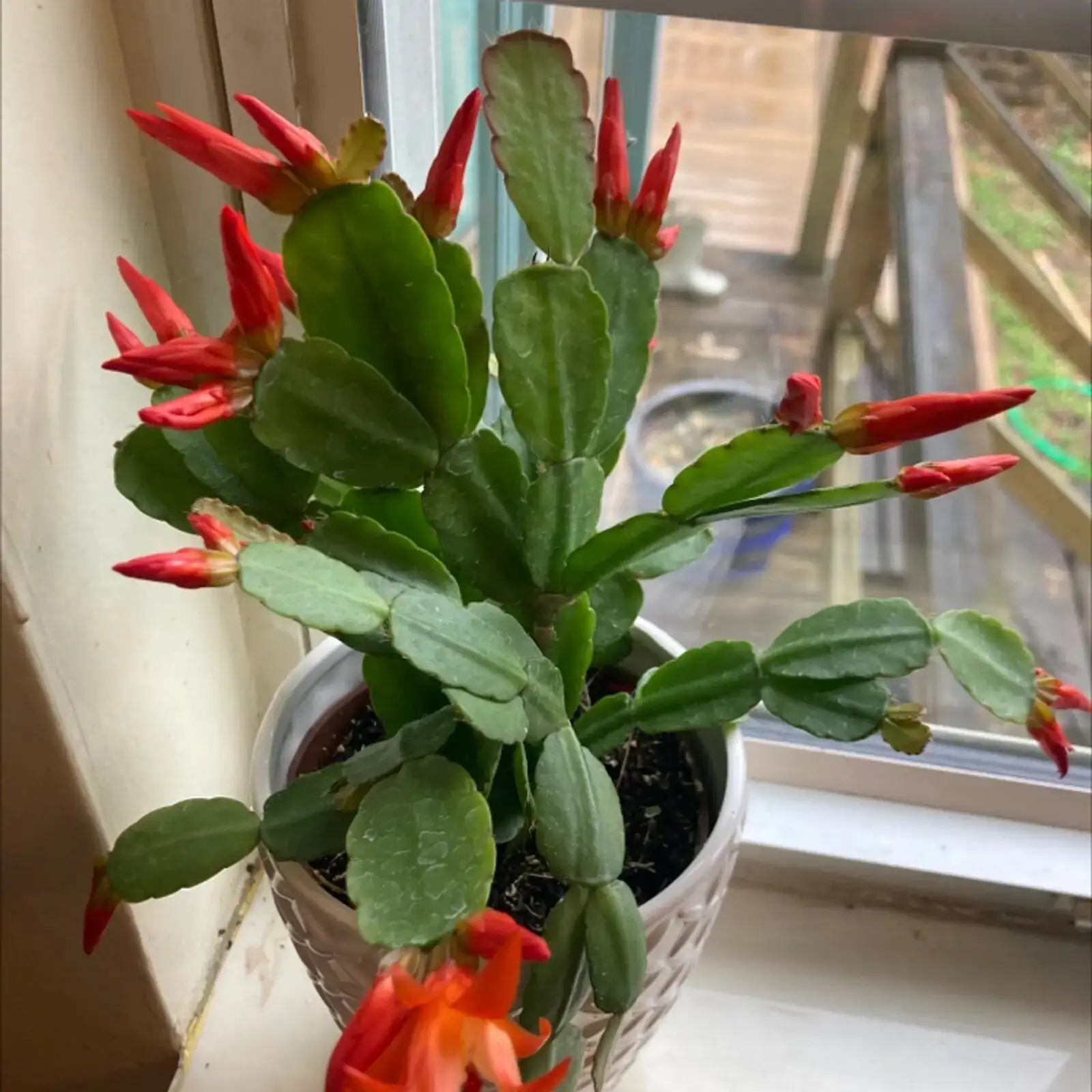easter cactus window bright indirect light