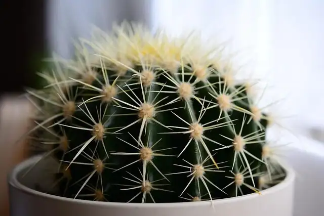 easter cactus potting mix bark perlite
