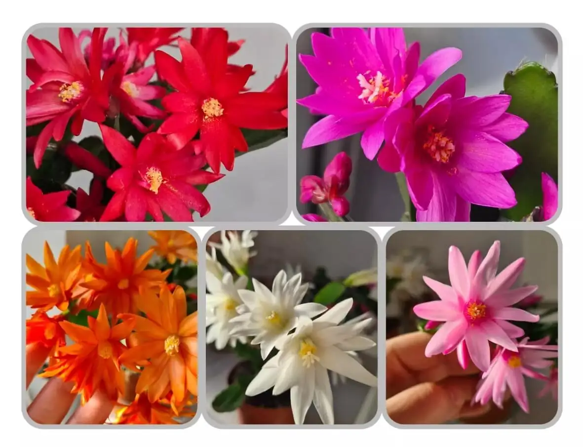 easter cactus color varieties lineup