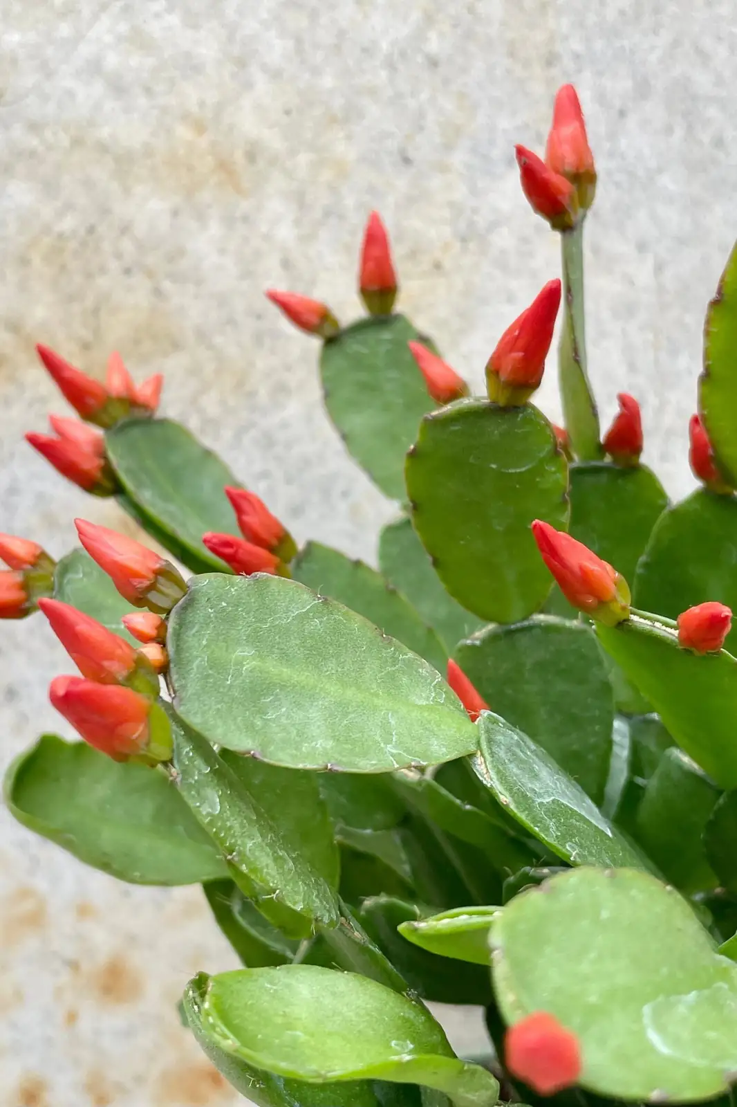 easter cactus orange flowers blue wall