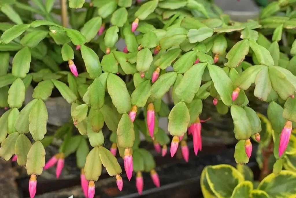 easter cactus vs christmas cactus leaves