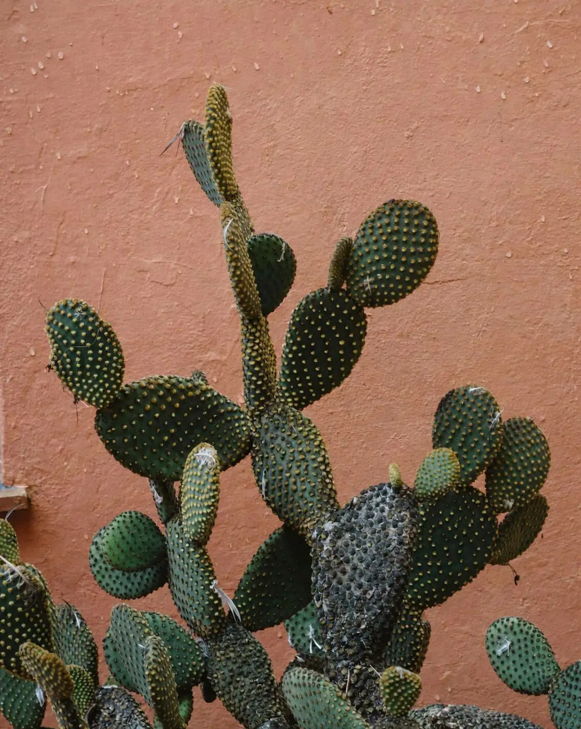 不干不浇，到底多干才算干？Opuntia dillenii 四季养护量表