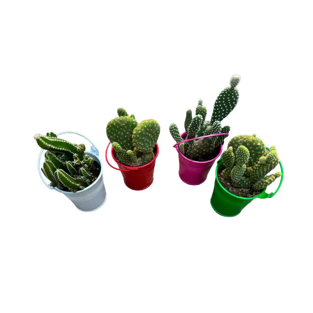 opuntia dillenii pot on scale