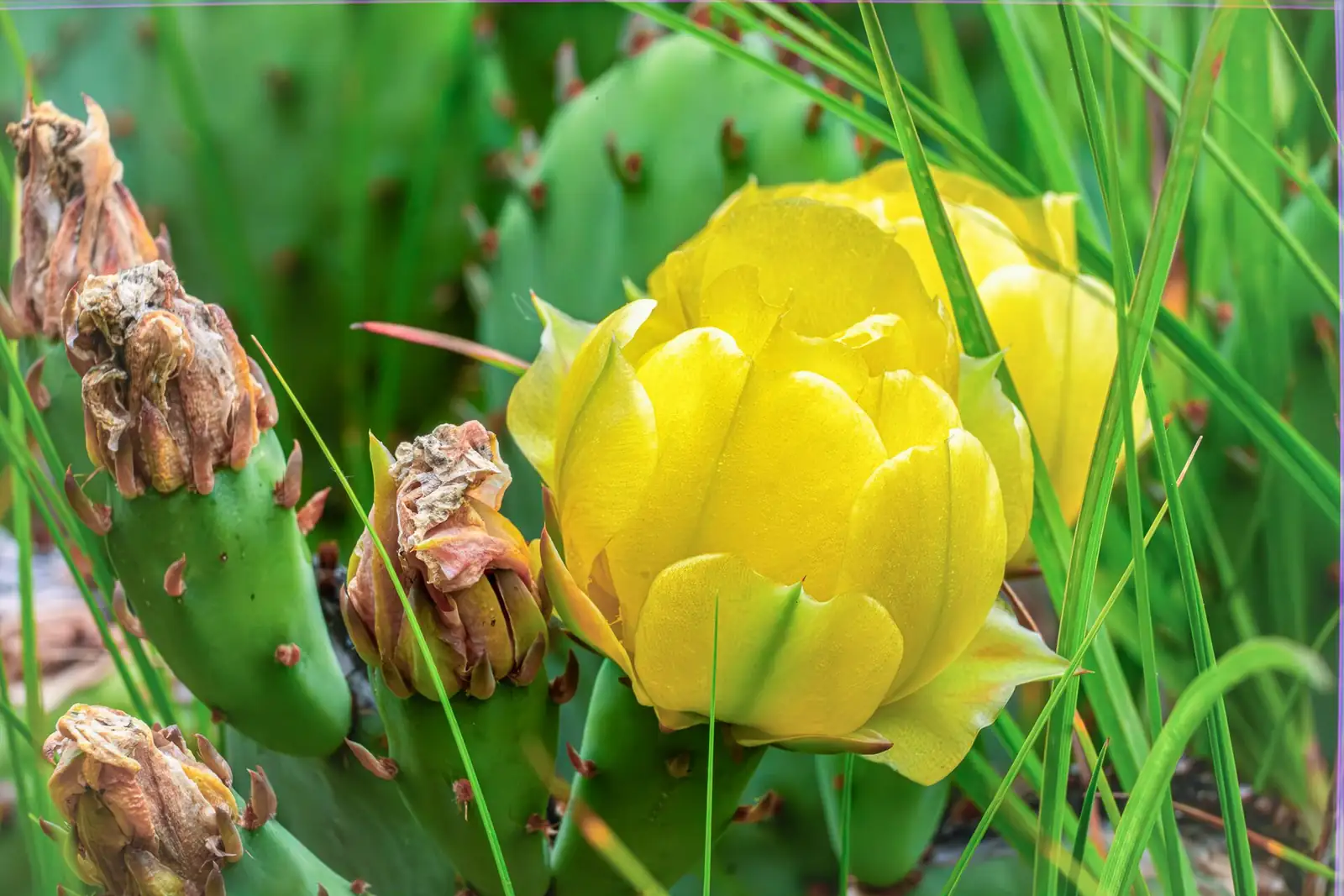 opuntia dillenii yellow flower close-up