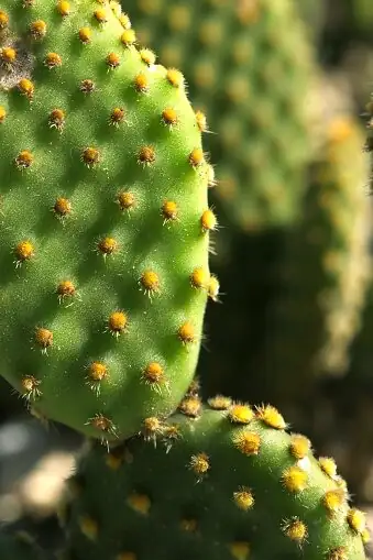 opuntia mealybugs close up