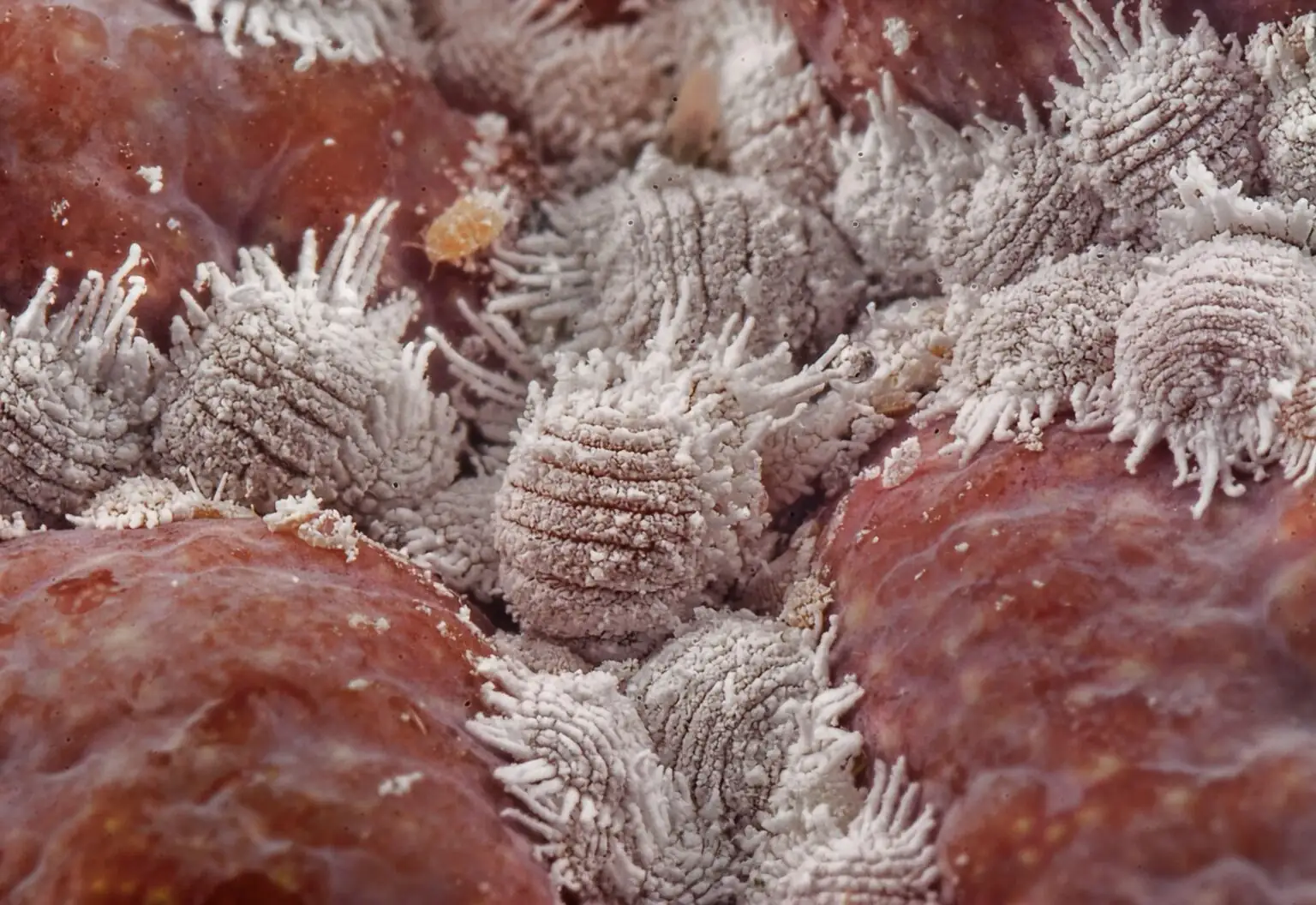 opuntia cotton swab mealybug removal
