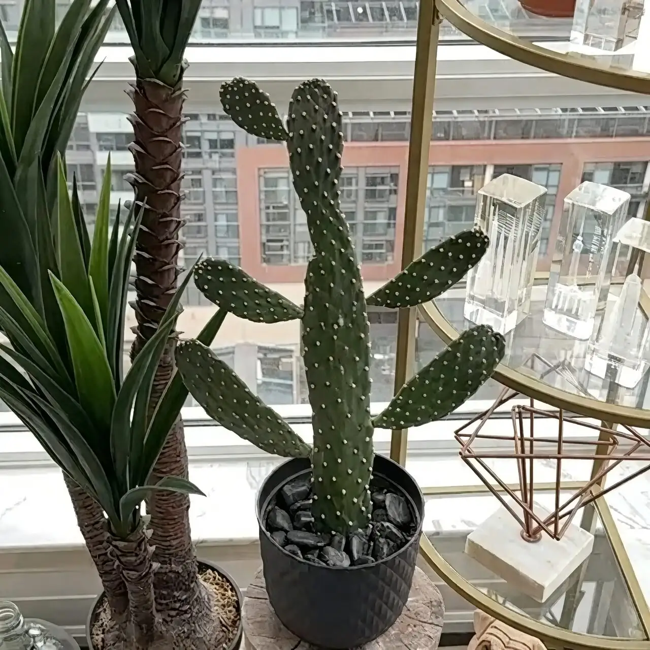 opuntia rot cut callus drying