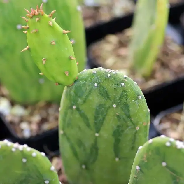 Opuntia dillenii areoles close up