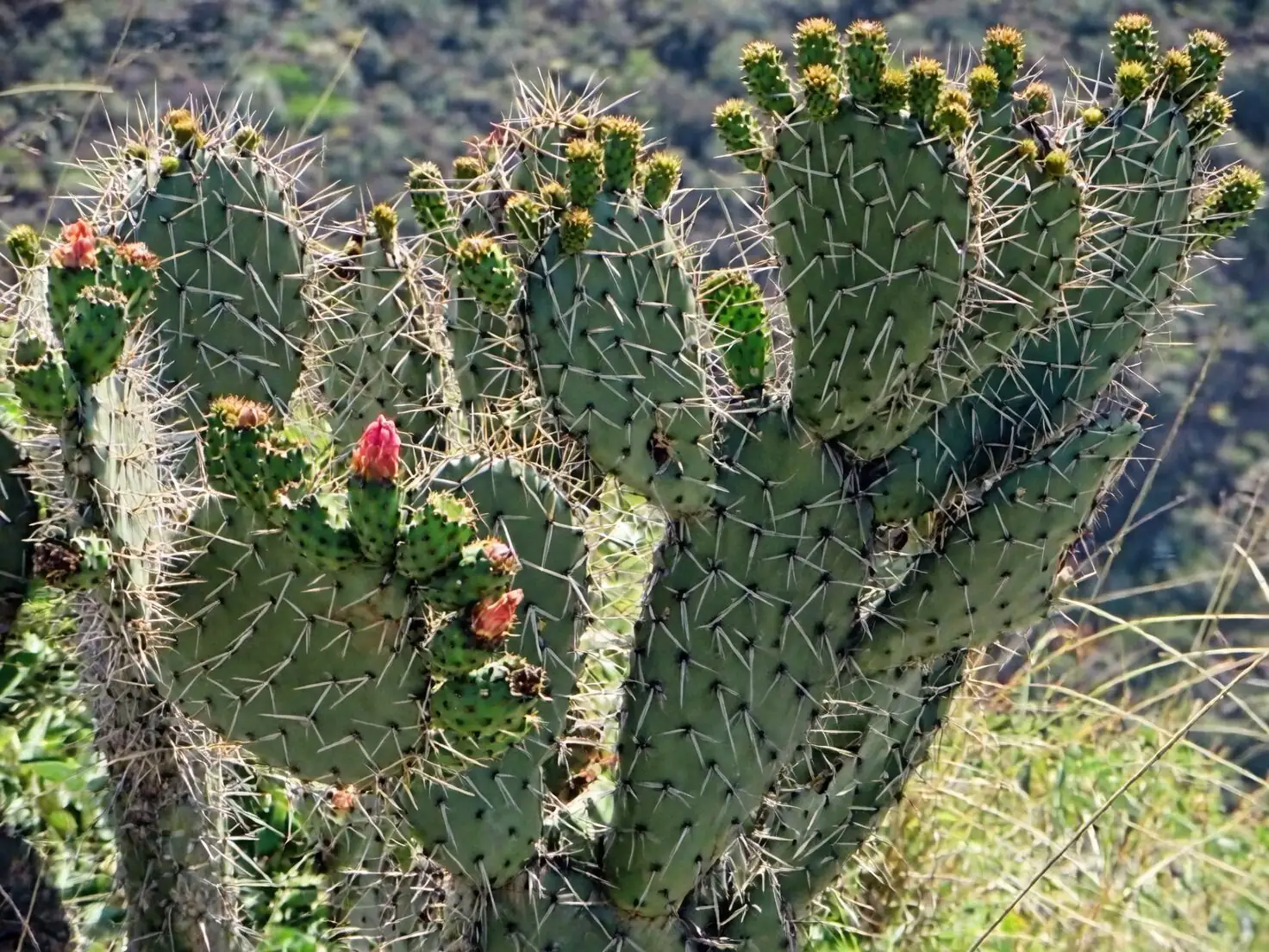 Opuntia dillenii coastal thicket