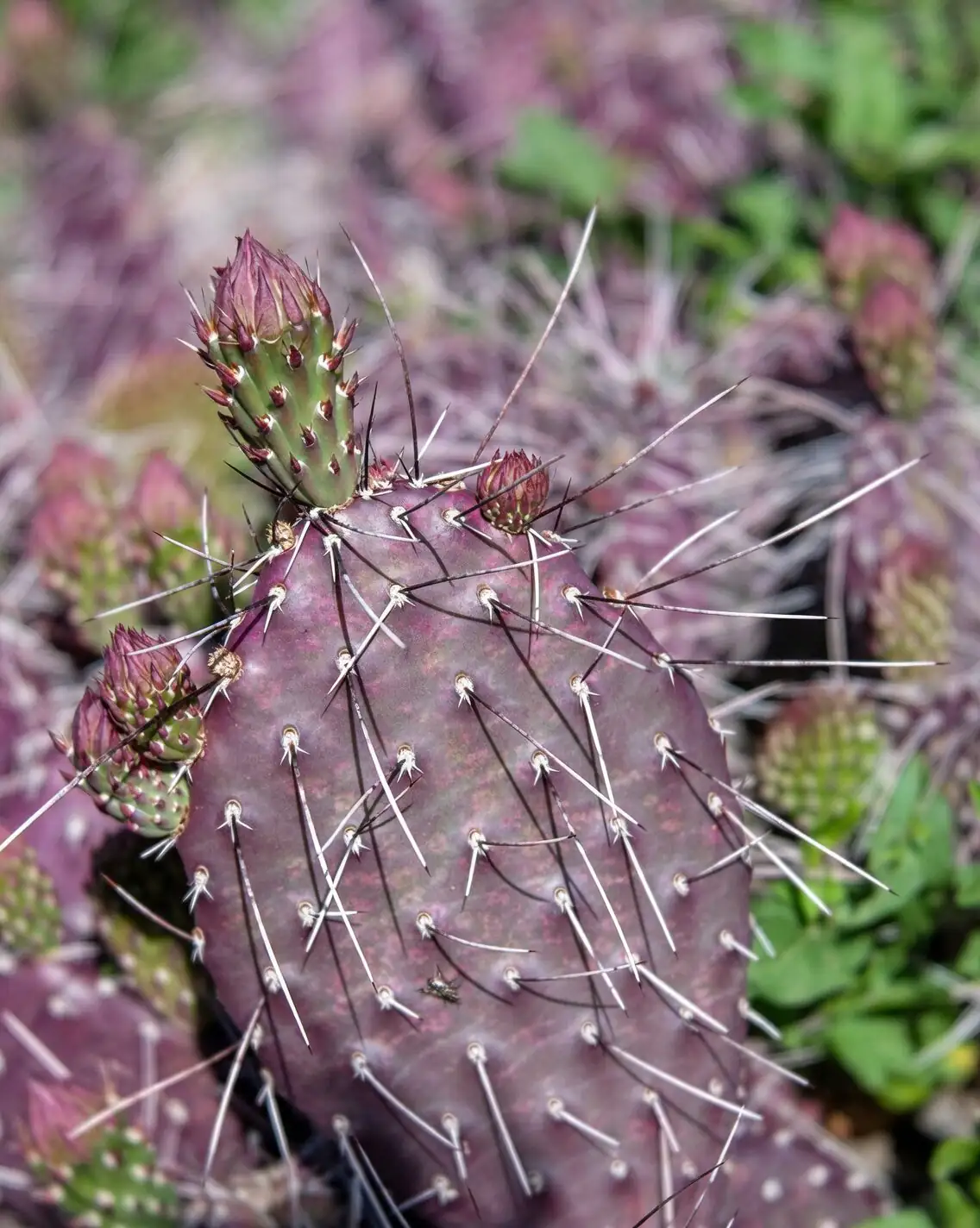 prickly pear cactus desert night