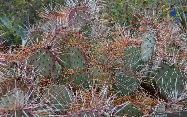 prickly pear cactus spines macro